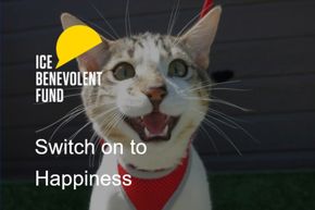 Switch on to happiness cat.jpg