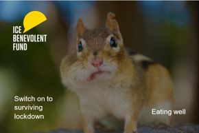 Switch on to surviving lockdown eating well squirrel.jpg