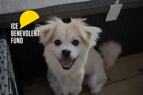 Switch On To Happiness Dog