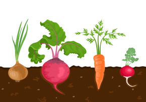 Can You Beet A Plant Based Diet