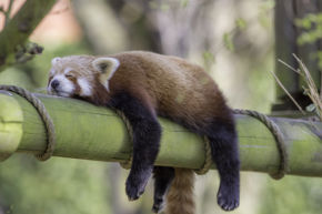 Switch On To Sleep Red Panda
